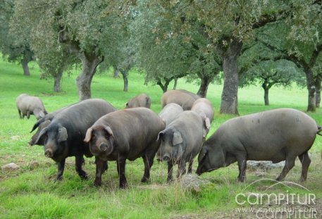 El consejero de Agricultura visitó una explotación de porcino ibérico en Fuente del Arco 